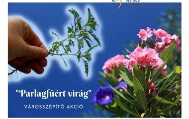 Virágot adnak a parlagfűért Nyíregyházán