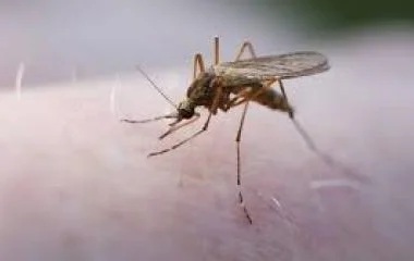 A szúnyogok szaporodását elősegíti a pangó víz