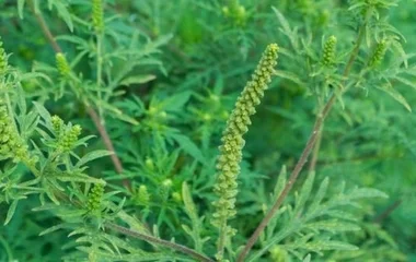 Idén parlagfűgyűjtési akciót szerveznek a megyeszékhelyen