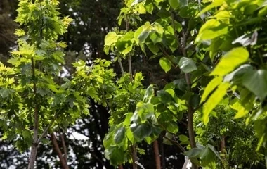 Zöldülnek a hazai, köztük a megyei kistelepülések is