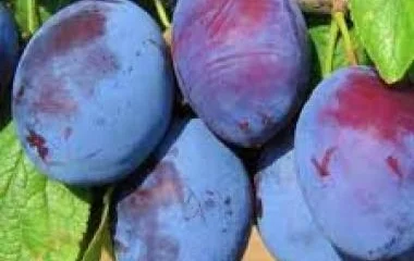  Idén megyénkben is kevesebb lesz a szilva