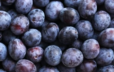 Nem igazán alakul jól az idei szilvatermés