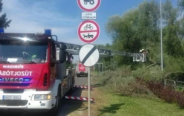 Veszélyes fát gallyaztak a tűzoltók