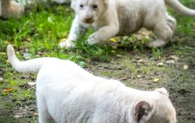 Várják a név javaslatokat az állatpark új kedvenceinek