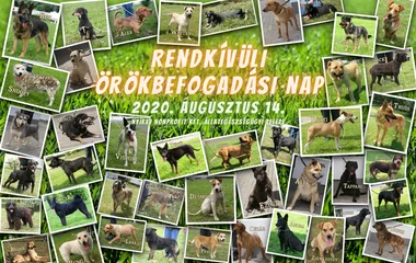 Rendkívüli Örökbefogadási Nap lesz Nyíregyházán