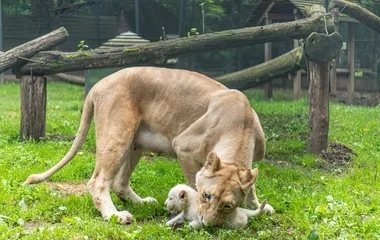 Ma van az Oroszlánok Világnapja