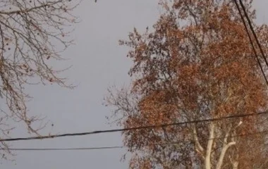 Favágási munkálatok lesznek az Óvoda utcán