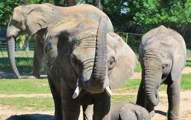 Ma van az Elefántok Világnapja