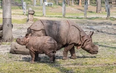 Szegedre költözött a nyíregyházi rinocérosz baby