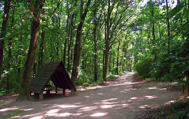 Munkavégzés kezdődik a Sóstói-erdőben