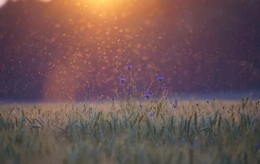  Újra szúnyoggyérítés lesz Nyíregyházán