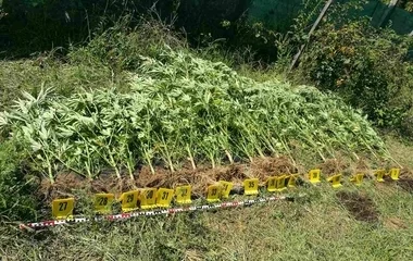 89 tő cannabist foglaltak le a nyíregyházi nyomozók