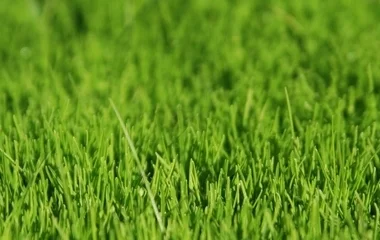 Fűmagot és termőföld-keveréket oszt a NYÍRVV