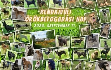 Örökbefogadásra buzdítanak Nyíregyházán