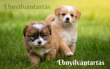 Ebnyilvántartásra hívják fel a nyíregyháziak figyelmét