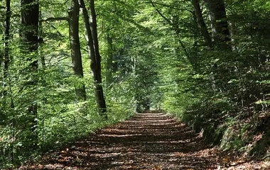  Idén ősszel is felfedezhetjük a Sóstói-erdőt az erdészekkel