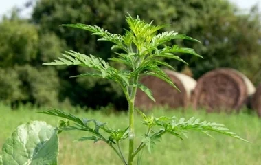 Végéhez közeledik a parlagfűszezon