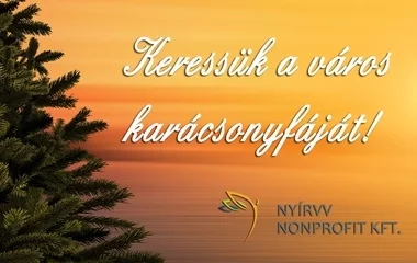 Keresik a város karácsonyfáját