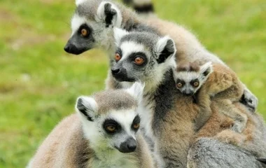 Már téliesítenek a Nyíregyházi Állatparkban 