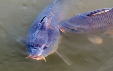 Haltelepítés a Bujtoson