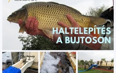 Több mint 1000 kg ponty került a Bujtosi-tóba