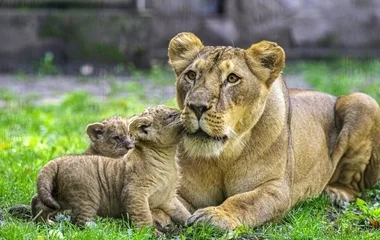 Négyesikrek születtek a Nyíregyházi Állatparkban 