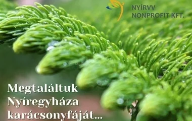 Megtalálták Nyíregyháza Karácsonyfáját