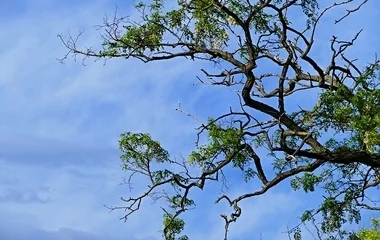 Fa dőlt egy férfira Piricsén