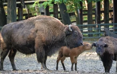 Amerikai bölény született a Nyíregyházi Állatparkban