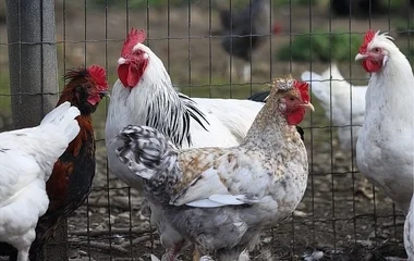 Tyúk lopásért börtön is járhat