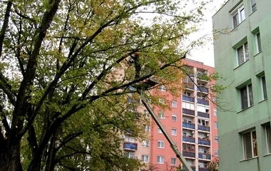 Folyamatosan végzi városszerte a faápolási munkálatokat a NYÍRVV