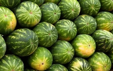 Később, de bőségesebb dinnyeszezonra számíthatunk