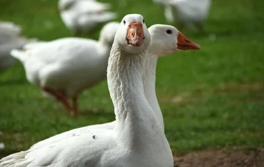 Támogatás víziszárnyas telepek felszámolására
