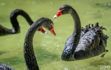 Fekete hattyúk érkeztek a Debreceni Állatkertbe