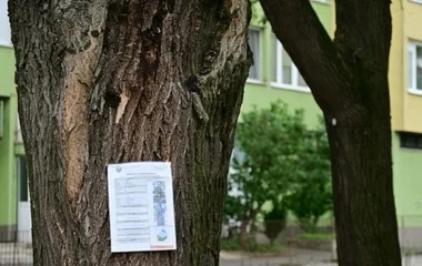 Megkezdődött a védett fasorok veszélyes fáinak kivágása Nyíregyházán