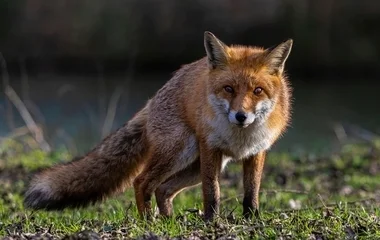 Vármegyénkben duplán oltják a rókákat