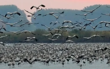 Szárnyal a daruvonulás