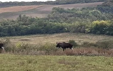 Újabb jogi kérédések merültek fel a hatvanpusztai egzotikus állatok esetében