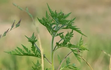 Kutatások Igazolják, hogy egyre hosszabb a pollenszezon