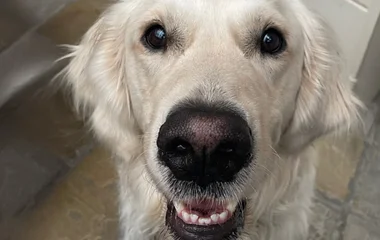 Doppler, a terápiás kutya segít a diákoknak vizsgázni Debrecenben