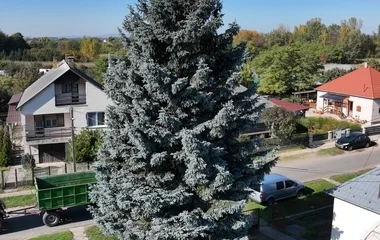 Ibrányból érkezik az ország idei karácsonyfája a fővárosba