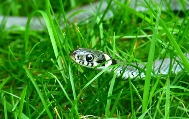 Megérkezett az éves jelentés a magyarországi kígyóészlelésekről