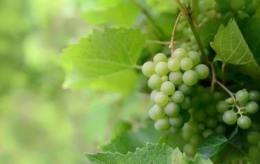 Találtak két természetes módszert a szőlőkabóca elleni védekezéshez
