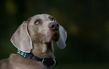 Minden vizsgált állatfelszerelés megbukott