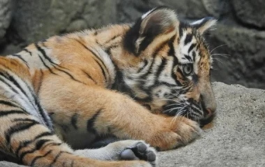 Tigriskölyköt találtak a készenléti rendőrök egy razzia során