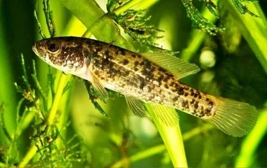 Beregi siker: visszatért a lápi póc