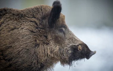 Fertőzött vaddisznót találtak Hajdú-Biharban