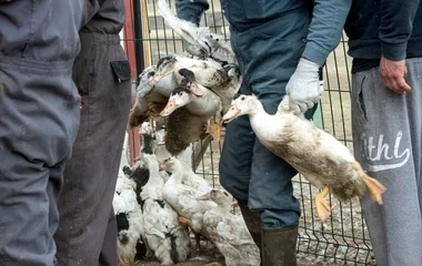Feloldották a madárinfluenza miatti intézkedéseket
