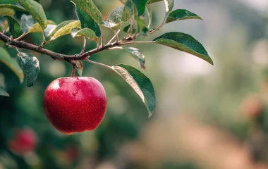 Fagy pusztította az almát Szabolcsban