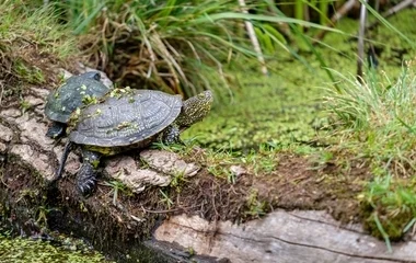 Elindultak tojást rakni a mocsári teknősök, óvatosan az utakon